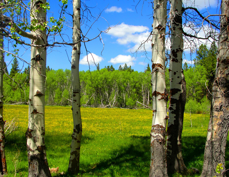 Forest Pests Prevention System